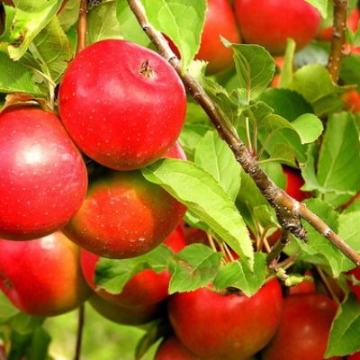 Владислав Єрко