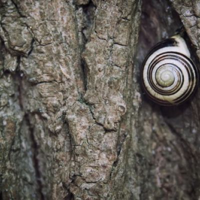 man yaraf nafsahu yaraf Rabbahu