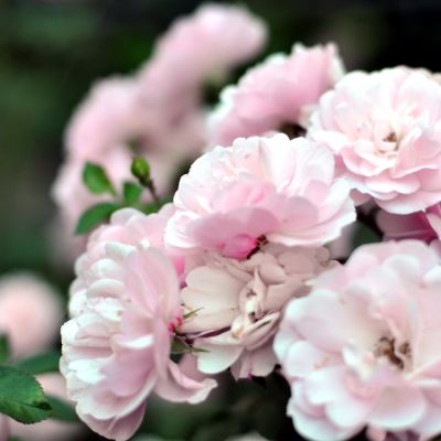 Владислав Єрко